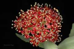 Rhodiola heterodonta
